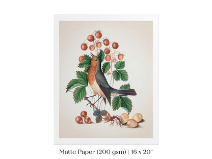 Robin and Strawberries Illustration | P385 - Single Art Prints - Piccolo Fiore Prints