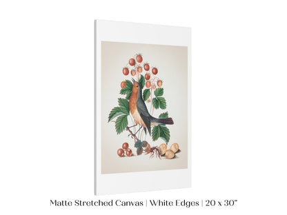 Robin and Strawberries Illustration | P385 - Single Art Prints - Piccolo Fiore Prints