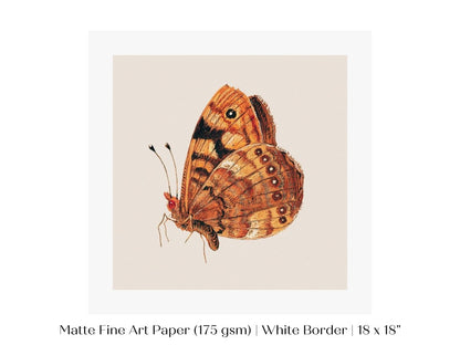 Rust Coloured Moth | P363 - Single Square Art Prints - Piccolo Fiore Prints
