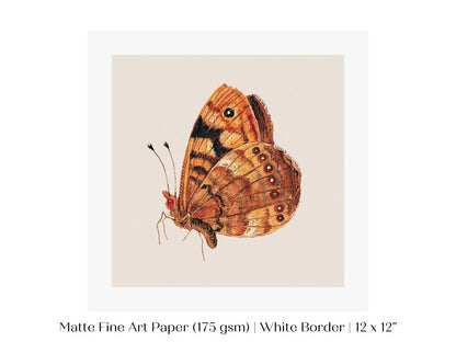 Rust Coloured Moth | P363 - Single Square Art Prints - Piccolo Fiore Prints