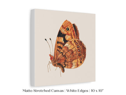 Rust Coloured Moth | P363 - Single Square Art Prints - Piccolo Fiore Prints