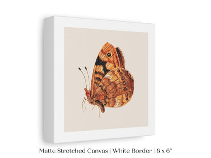 Rust Coloured Moth | P363 - Single Square Art Prints - Piccolo Fiore Prints