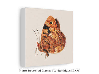 Rust Coloured Moth | P363 - Single Square Art Prints - Piccolo Fiore Prints