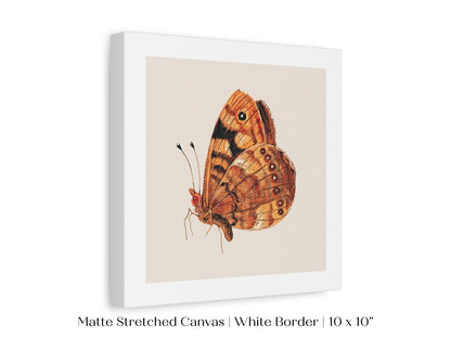Rust Coloured Moth | P363 - Single Square Art Prints - Piccolo Fiore Prints