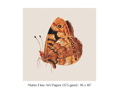 Rust Coloured Moth | P363 - Single Square Art Prints - Piccolo Fiore Prints