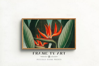 Samsung Frame TV Art | Bird of Paradise | TV1 - Frame TV Art - Piccolo Fiore Prints