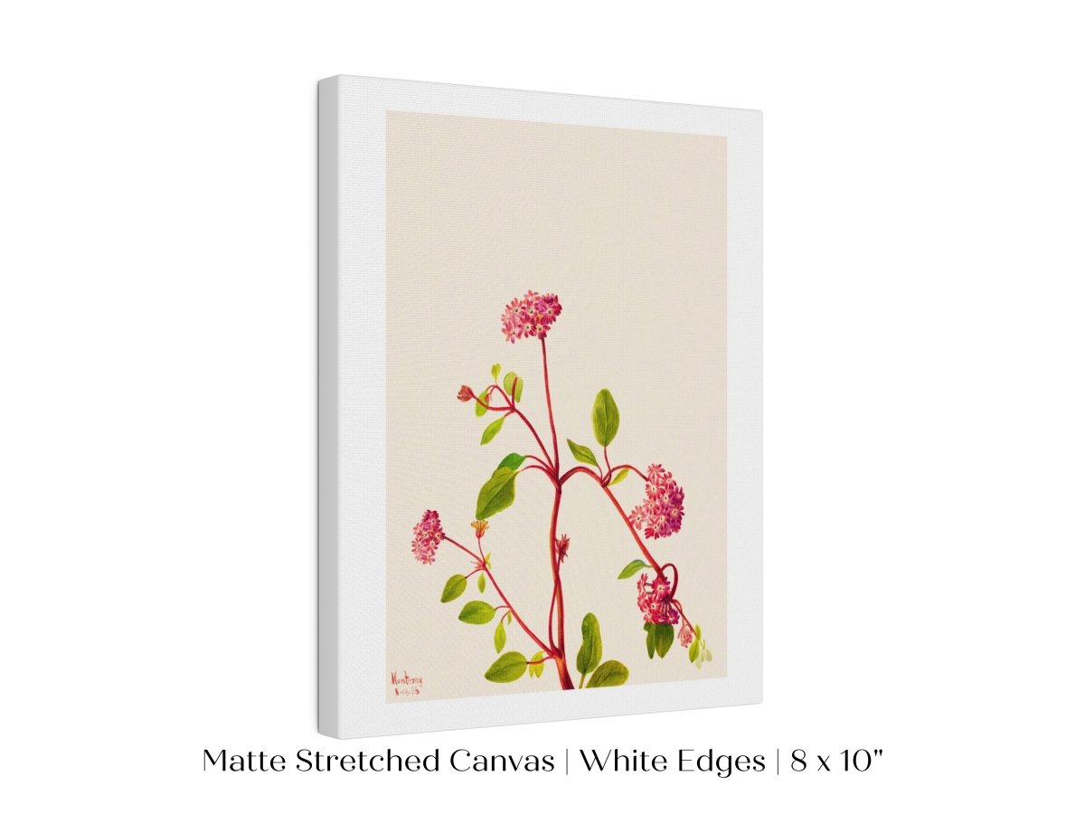Sand Verbena Illustration | P163 - Single Art Prints - Piccolo Fiore Prints