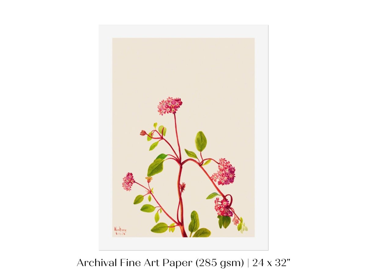 Sand Verbena Illustration | P163 - Single Art Prints - Piccolo Fiore Prints