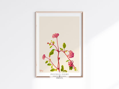 Sand Verbena Illustration | P163 - Single Art Prints - Piccolo Fiore Prints