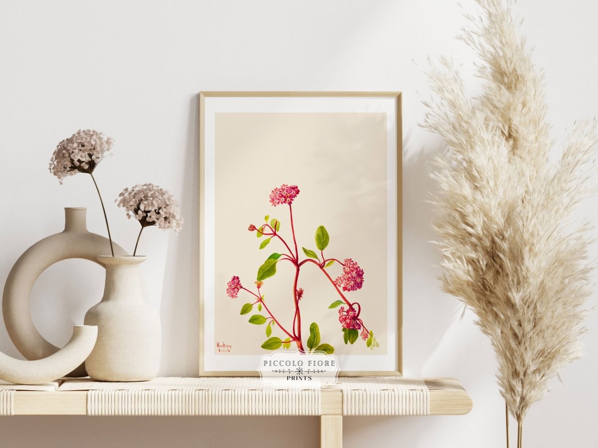 Sand Verbena Illustration | P163 - Single Art Prints - Piccolo Fiore Prints