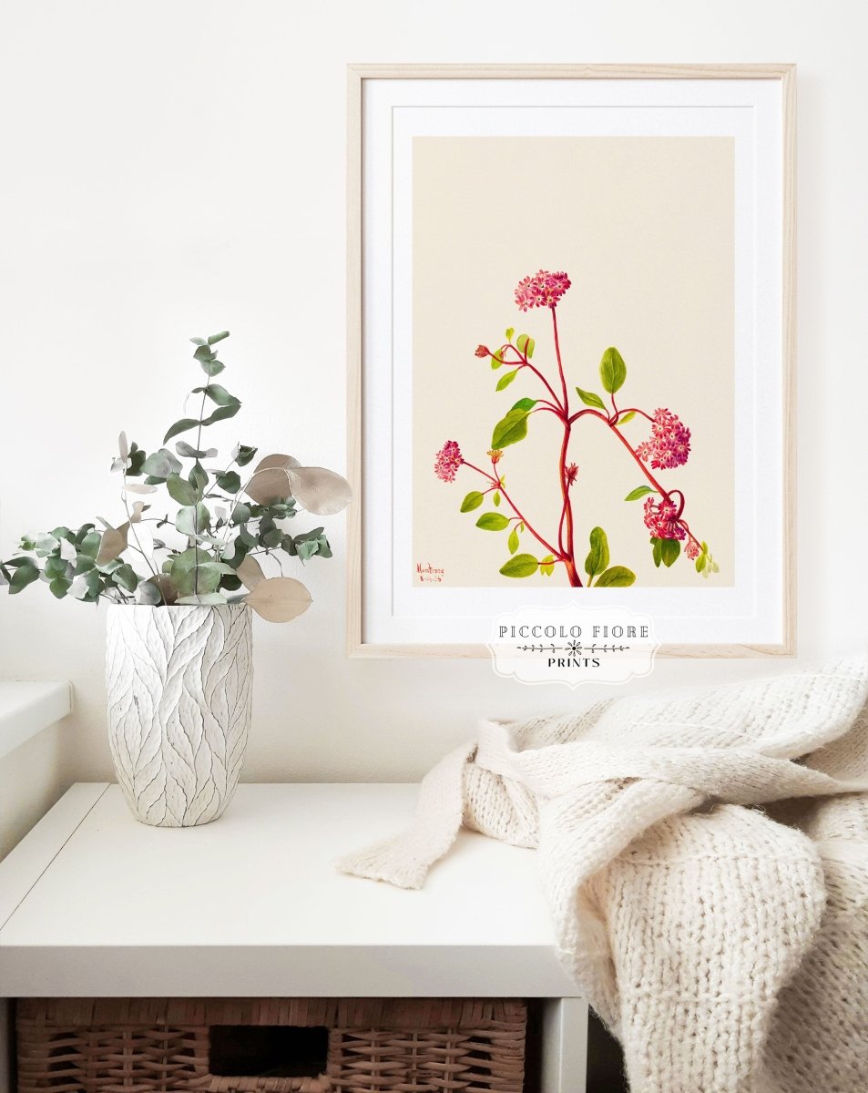 Sand Verbena Illustration | P163 - Single Art Prints - Piccolo Fiore Prints