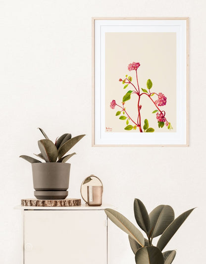 Sand Verbena Illustration | P163 - Single Art Prints - Piccolo Fiore Prints