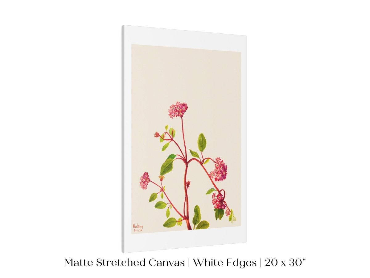 Sand Verbena Illustration | P163 - Single Art Prints - Piccolo Fiore Prints