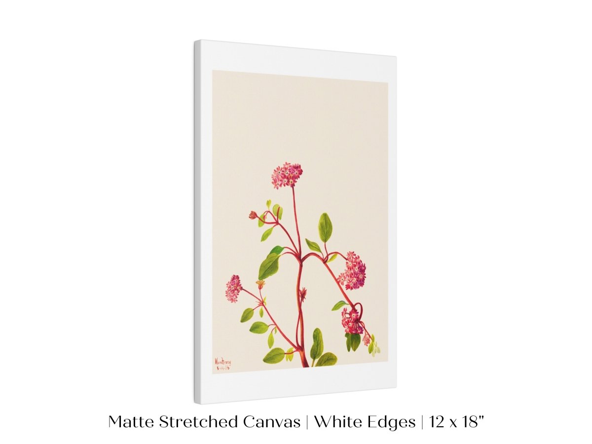 Sand Verbena Illustration | P163 - Single Art Prints - Piccolo Fiore Prints