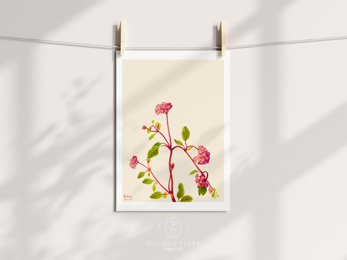 Sand Verbena Illustration | P163 - Single Art Prints - Piccolo Fiore Prints