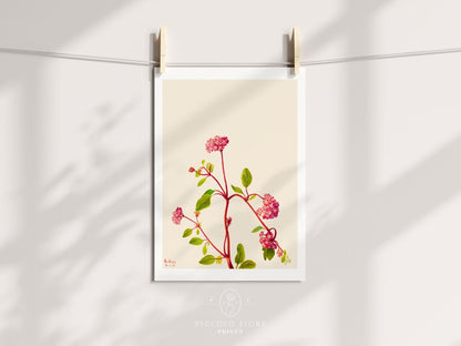 Sand Verbena Illustration | P163 - Single Art Prints - Piccolo Fiore Prints