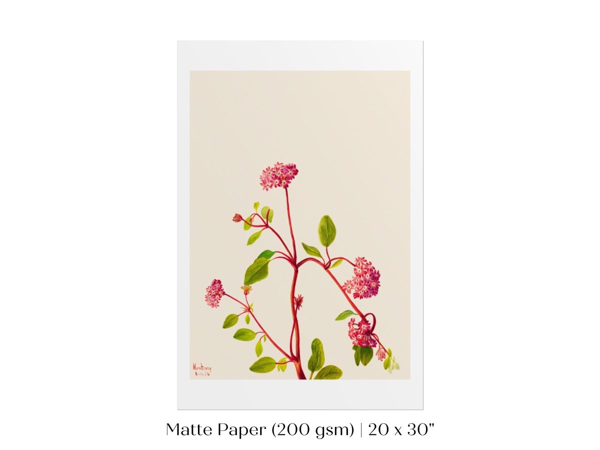 Sand Verbena Illustration | P163 - Single Art Prints - Piccolo Fiore Prints