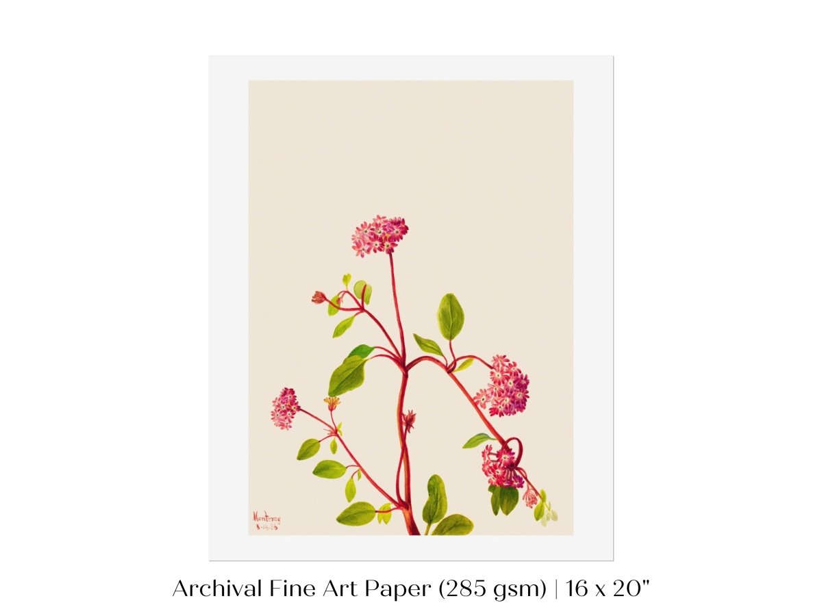 Sand Verbena Illustration | P163 - Single Art Prints - Piccolo Fiore Prints