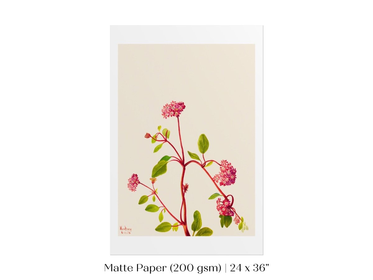Sand Verbena Illustration | P163 - Single Art Prints - Piccolo Fiore Prints