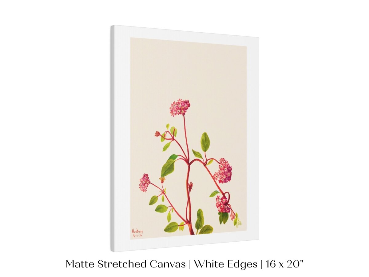 Sand Verbena Illustration | P163 - Single Art Prints - Piccolo Fiore Prints