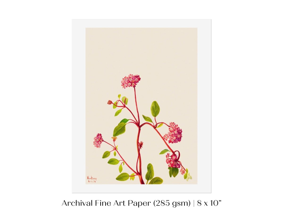 Sand Verbena Illustration | P163 - Single Art Prints - Piccolo Fiore Prints