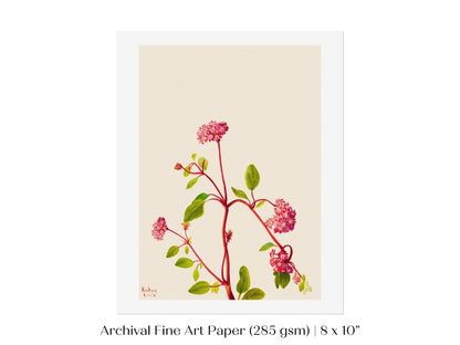 Sand Verbena Illustration | P163 - Single Art Prints - Piccolo Fiore Prints