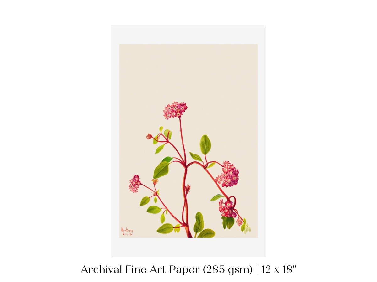Sand Verbena Illustration | P163 - Single Art Prints - Piccolo Fiore Prints