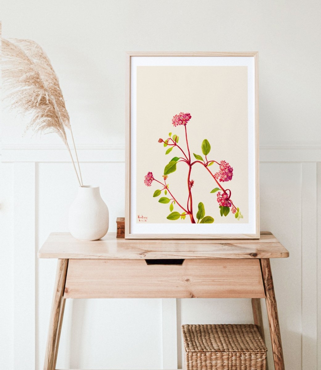 Sand Verbena Illustration | P163 - Single Art Prints - Piccolo Fiore Prints