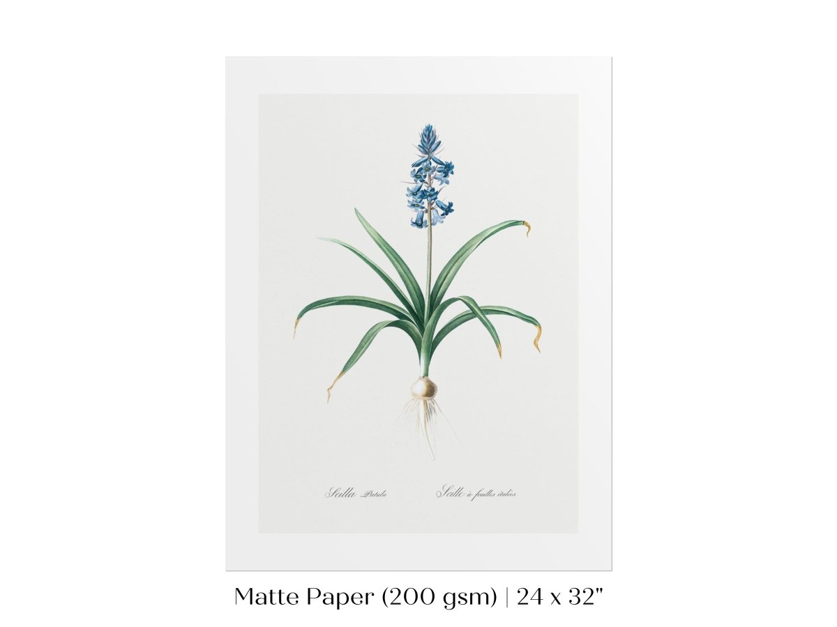 Scilla Patula Lily Illustration | P91 - Single Art Prints - Piccolo Fiore Prints