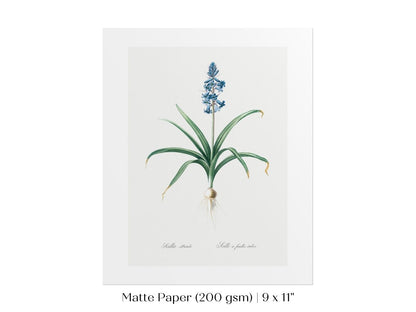 Scilla Patula Lily Illustration | P91 - Single Art Prints - Piccolo Fiore Prints
