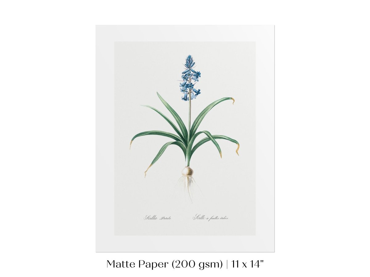 Scilla Patula Lily Illustration | P91 - Single Art Prints - Piccolo Fiore Prints