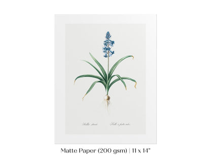 Scilla Patula Lily Illustration | P91 - Single Art Prints - Piccolo Fiore Prints