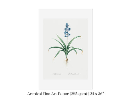 Scilla Patula Lily Illustration | P91 - Single Art Prints - Piccolo Fiore Prints