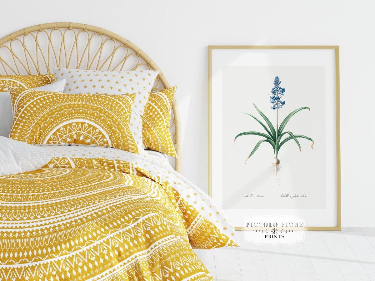 Scilla Patula Lily Illustration | P91 - Single Art Prints - Piccolo Fiore Prints