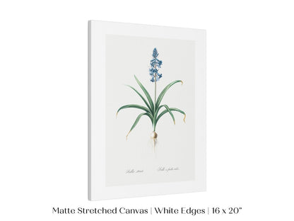 Scilla Patula Lily Illustration | P91 - Single Art Prints - Piccolo Fiore Prints
