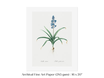 Scilla Patula Lily Illustration | P91 - Single Art Prints - Piccolo Fiore Prints
