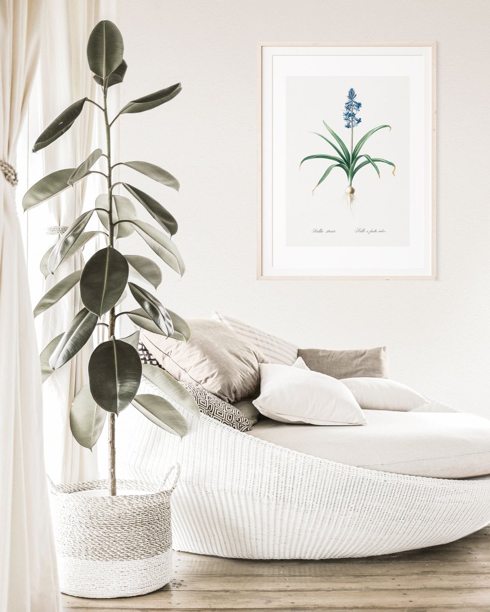Scilla Patula Lily Illustration | P91 - Single Art Prints - Piccolo Fiore Prints