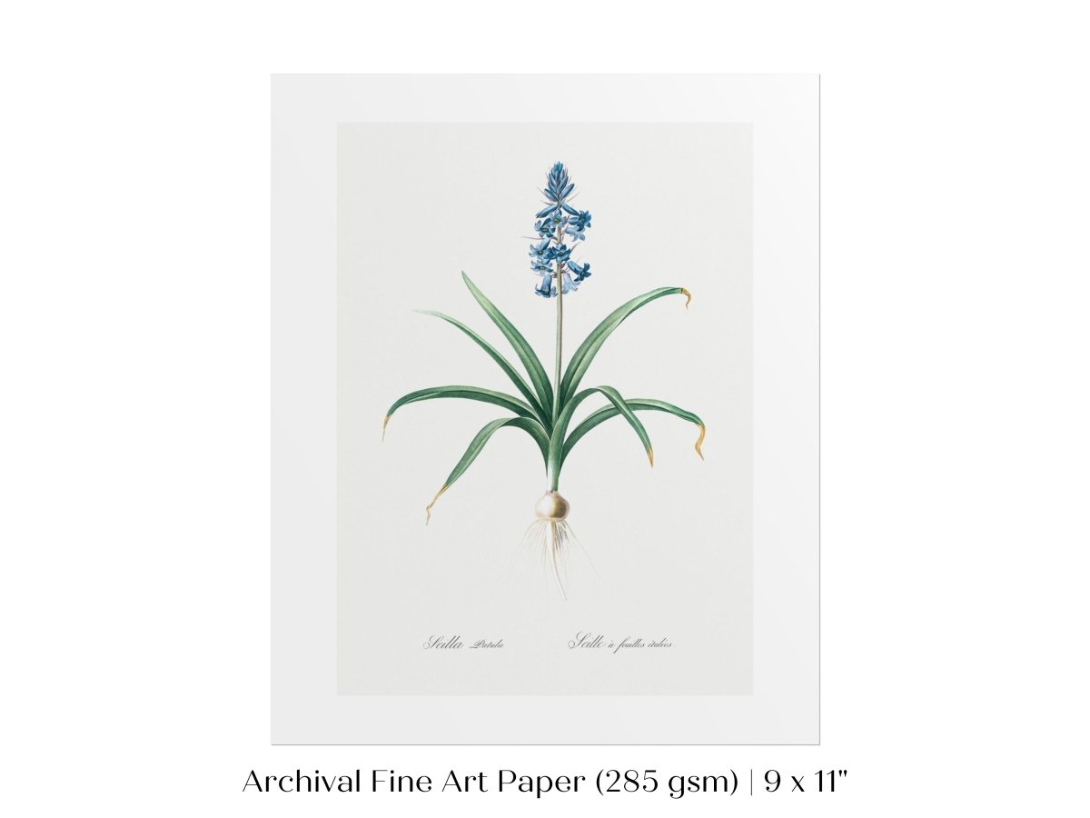 Scilla Patula Lily Illustration | P91 - Single Art Prints - Piccolo Fiore Prints