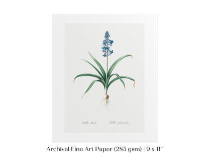 Scilla Patula Lily Illustration | P91 - Single Art Prints - Piccolo Fiore Prints