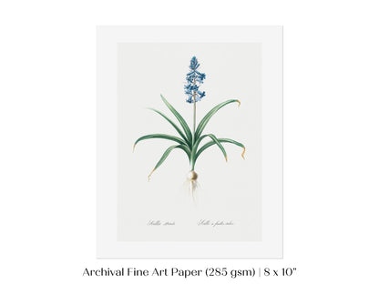 Scilla Patula Lily Illustration | P91 - Single Art Prints - Piccolo Fiore Prints
