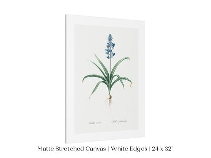 Scilla Patula Lily Illustration | P91 - Single Art Prints - Piccolo Fiore Prints