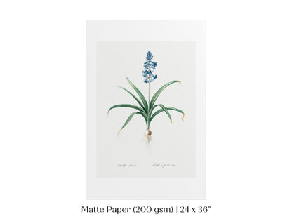 Scilla Patula Lily Illustration | P91 - Single Art Prints - Piccolo Fiore Prints
