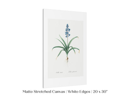 Scilla Patula Lily Illustration | P91 - Single Art Prints - Piccolo Fiore Prints