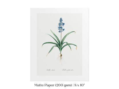 Scilla Patula Lily Illustration | P91 - Single Art Prints - Piccolo Fiore Prints