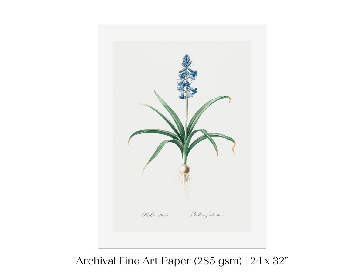 Scilla Patula Lily Illustration | P91 - Single Art Prints - Piccolo Fiore Prints