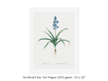 Scilla Patula Lily Illustration | P91 - Single Art Prints - Piccolo Fiore Prints