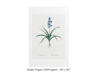 Scilla Patula Lily Illustration | P91 - Single Art Prints - Piccolo Fiore Prints