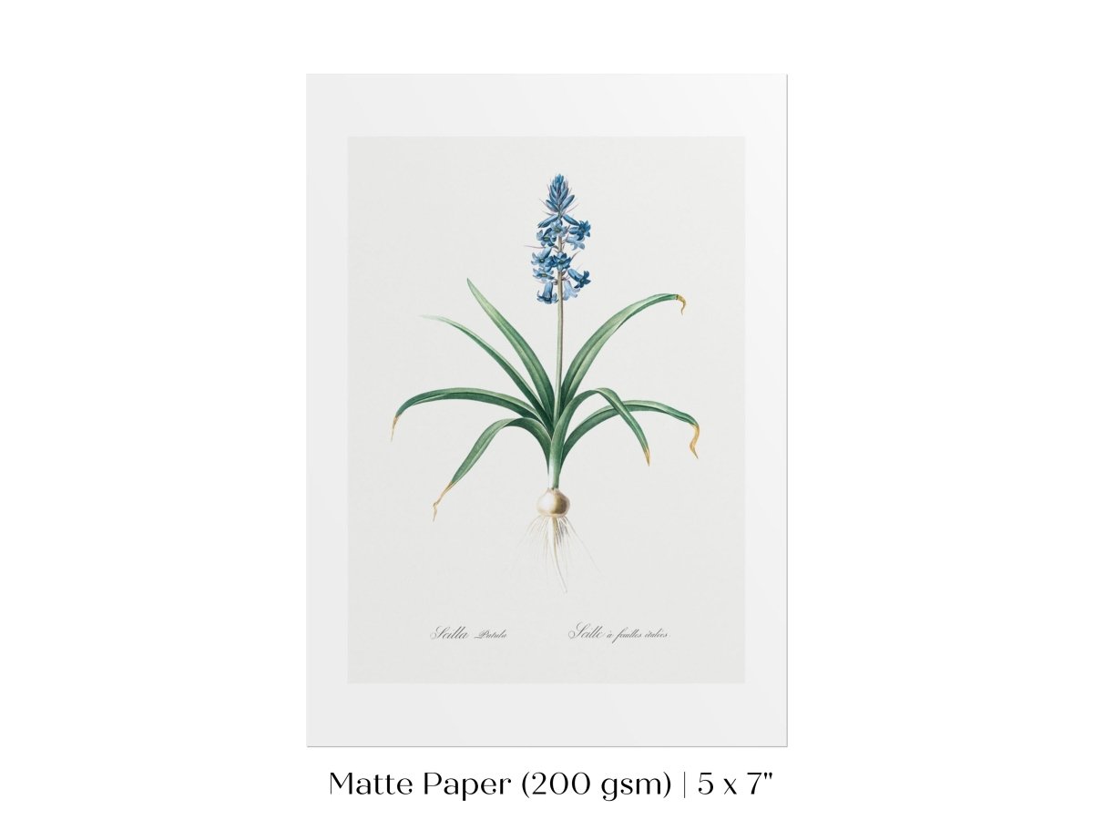 Scilla Patula Lily Illustration | P91 - Single Art Prints - Piccolo Fiore Prints