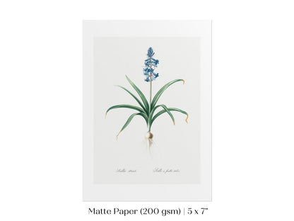 Scilla Patula Lily Illustration | P91 - Single Art Prints - Piccolo Fiore Prints