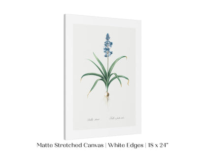 Scilla Patula Lily Illustration | P91 - Single Art Prints - Piccolo Fiore Prints